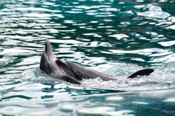 black dolphins swim black dolphins swim