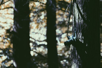 black DSLR camera on brown tree black DSLR camera on brown tree