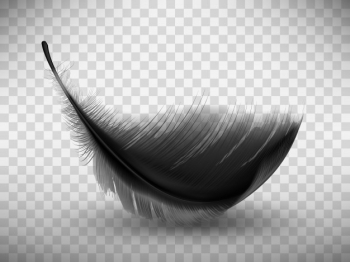 Black fluffy feather with shadow realistic Free Vector Black fluffy feather with shadow realistic Free Vector