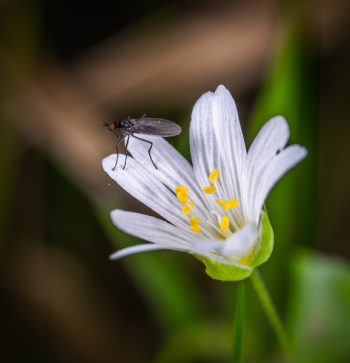 Black Fly on White Clustered Flower