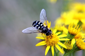 Black Fly on Yellow Flowers Black Fly on Yellow Flowers