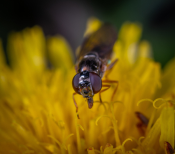 Black Fly on Yellow Petaled Flower
