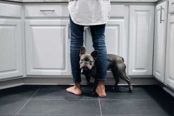 black French Bulldog on floor black French Bulldog on floor