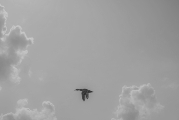 Black Goose Flying Black Goose Flying
