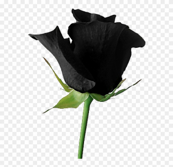 Black Goth Tumblr Aesthetic Rose Flower - Dead Rose Transparent Black Goth Tumblr Aesthetic Rose Flower - Dead Rose Transparent