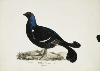 Black grouse, male, 1828 - | Free Photo - rawpixel Black grouse, male, 1828 - | Free Photo - rawpixel