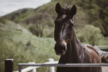 Black Horse Black Horse