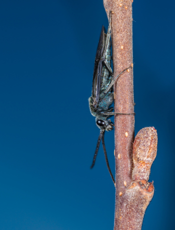 Black Insect Black Insect