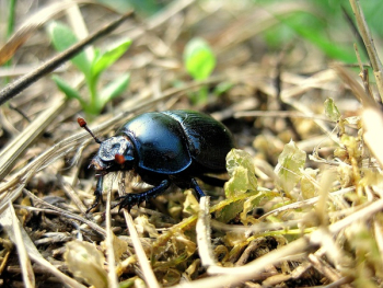 Black June Bug Black June Bug