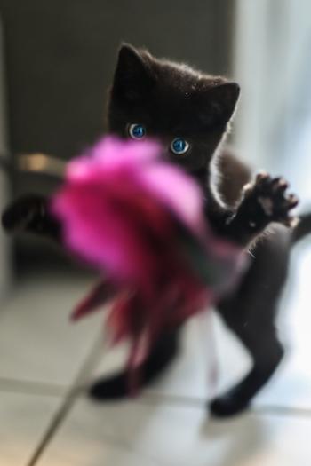 Black Kitten Standing Black Kitten Standing