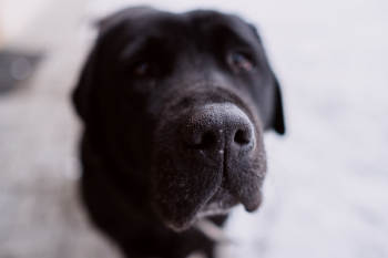Black labrador nose closeup Black labrador nose closeup