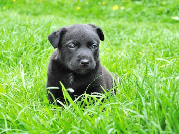 Black Labrador Retriever Puppy on Grass Field Black Labrador Retriever Puppy on Grass Field