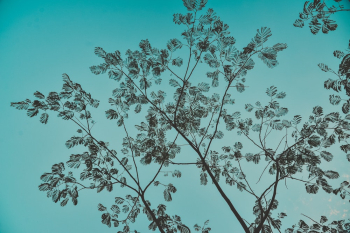Black Leaf Trees Illustration Black Leaf Trees Illustration
