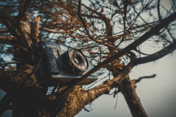 Black Mirroless Camera on Tree Black Mirroless Camera on Tree