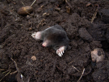 Black Mole in Black Soil Black Mole in Black Soil