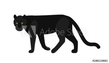 Black panther isolated on white background Black panther isolated on white background