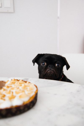 black pug looking at pie black pug looking at pie