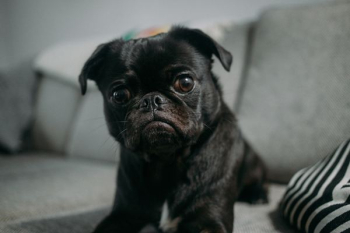black pug on gray fabric sofa black pug on gray fabric sofa