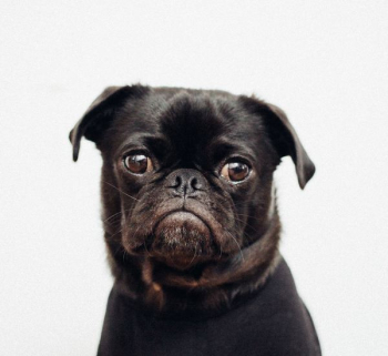 black pug on white background black pug on white background