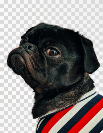 Black pug - PNG transparent Black pug - PNG transparent