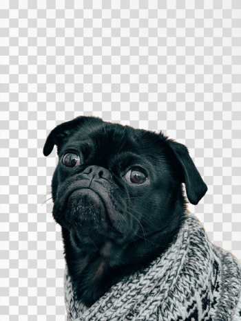 Black pug - PNG transparent