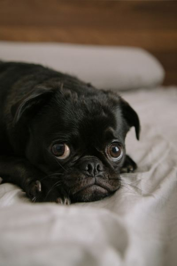 black pug puppy black pug puppy
