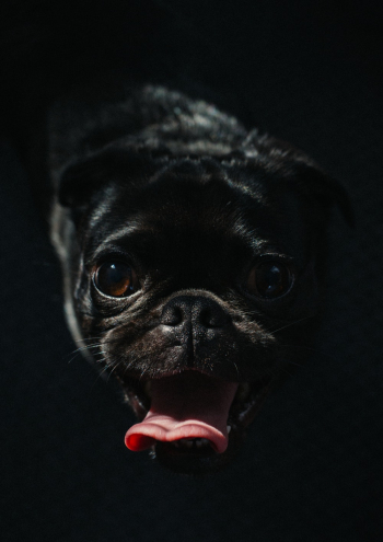 Black Pug Puppy Black Pug Puppy