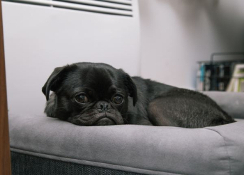 black pug puppy lying on gray bed black pug puppy lying on gray bed