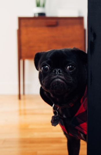 black pug standing on floor black pug standing on floor