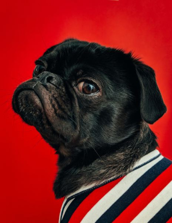 black pug wearing striped apparel black pug wearing striped apparel