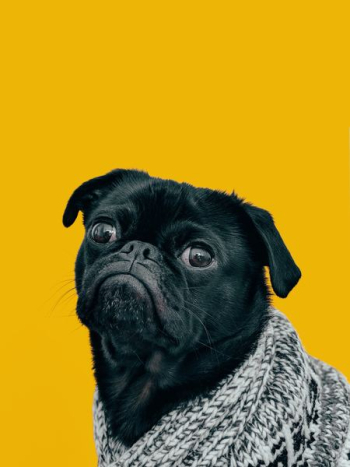 black pug with gray knit scarf black pug with gray knit scarf