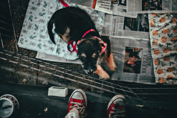 Black Puppy Black Puppy