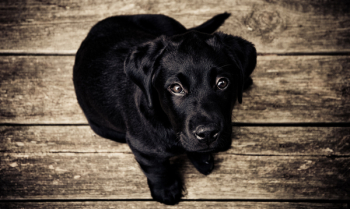 black puppy black puppy