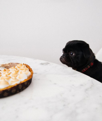 black puppy looking at cupcakes black puppy looking at cupcakes