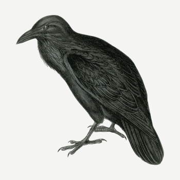 Black raven, animal illustration psd. | Free PSD Illustration - rawpixel Black raven, animal illustration psd. | Free PSD Illustration - rawpixel
