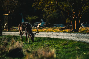 black reindeer eating grass