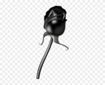 Black Rose Art Transparent Black Rose Art Transparent