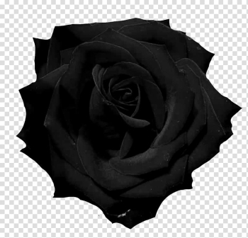 Black rose , Black rose , black rose transparent background PNG clipart Black rose , Black rose , black rose transparent background PNG clipart