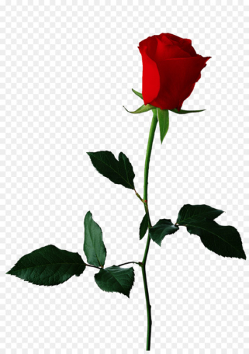 Black rose Flower Clip art - Single Red Rose Transparent Background 