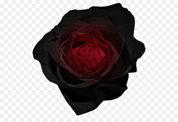 Black rose Red Clip art - Red and Black Rose PNG Picture Black rose Red Clip art - Red and Black Rose PNG Picture