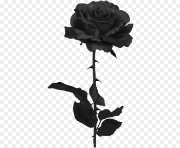 Black Rose, Rose, Black, Flower PNG Black Rose, Rose, Black, Flower PNG