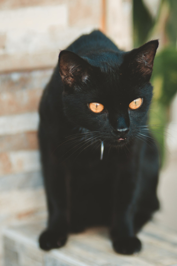 Black Short-fur Cat Black Short-fur Cat