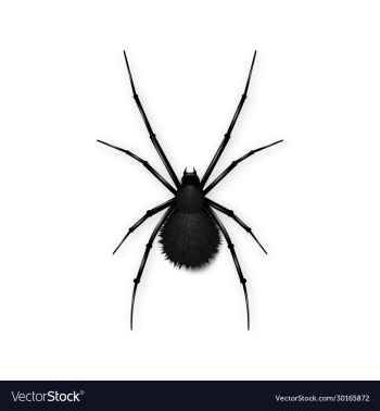 black spider