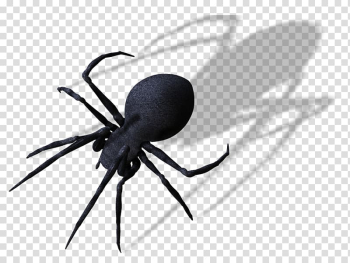 Black spider , Spider , Spider transparent background PNG clipart