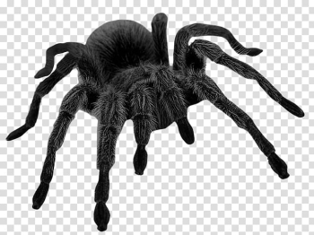 Black tarantula, Spider Brown widow Halloween , Haunted Black Spider transparent background PNG clipart