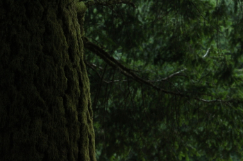 Black Tree Branch Black Tree Branch