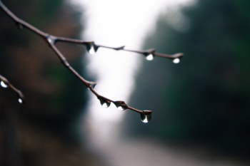 Black Tree Branch Black Tree Branch