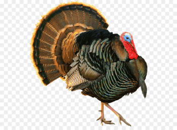 Black turkey Heritage turkey Backyard Wildlife Turkey meat - another graphic 