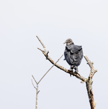 Black vulture. Free public domain | Free Photo - rawpixel Black vulture. Free public domain | Free Photo - rawpixel