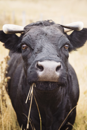 Black Water Buffalo Eating Grass